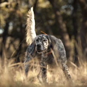 Whoa Dog Videos - hunting, training, etc.