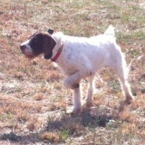Get to know the German Wirehaired Pointer