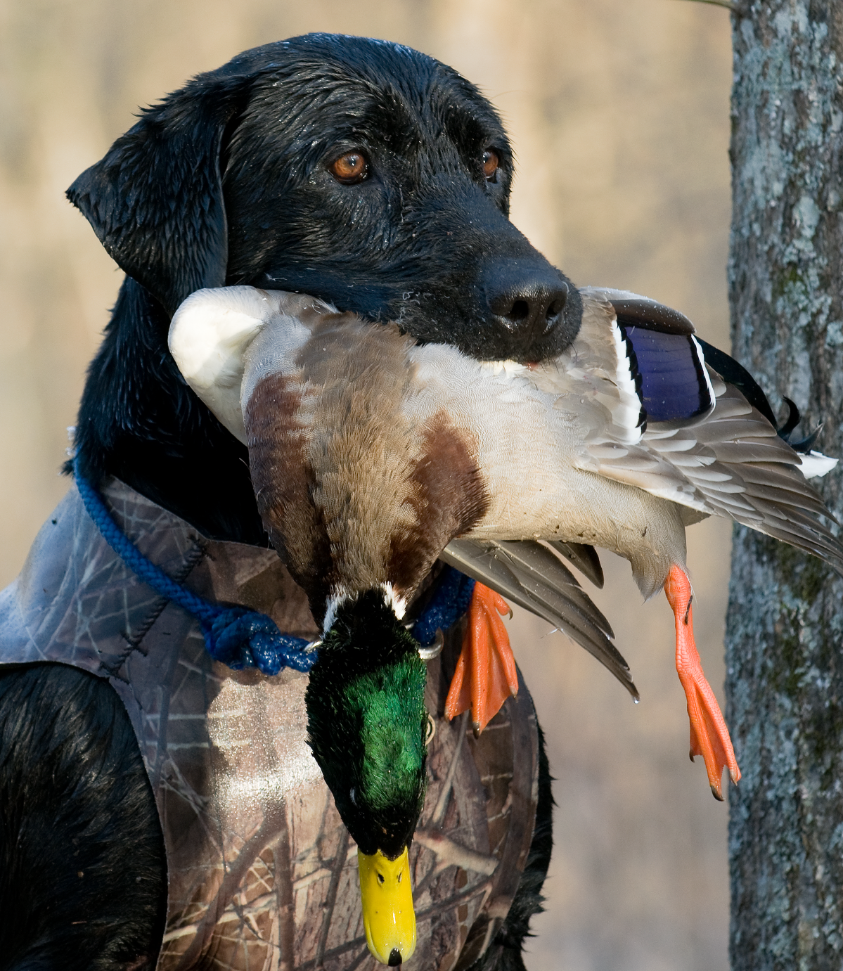 Hunting dog apparel hot sale